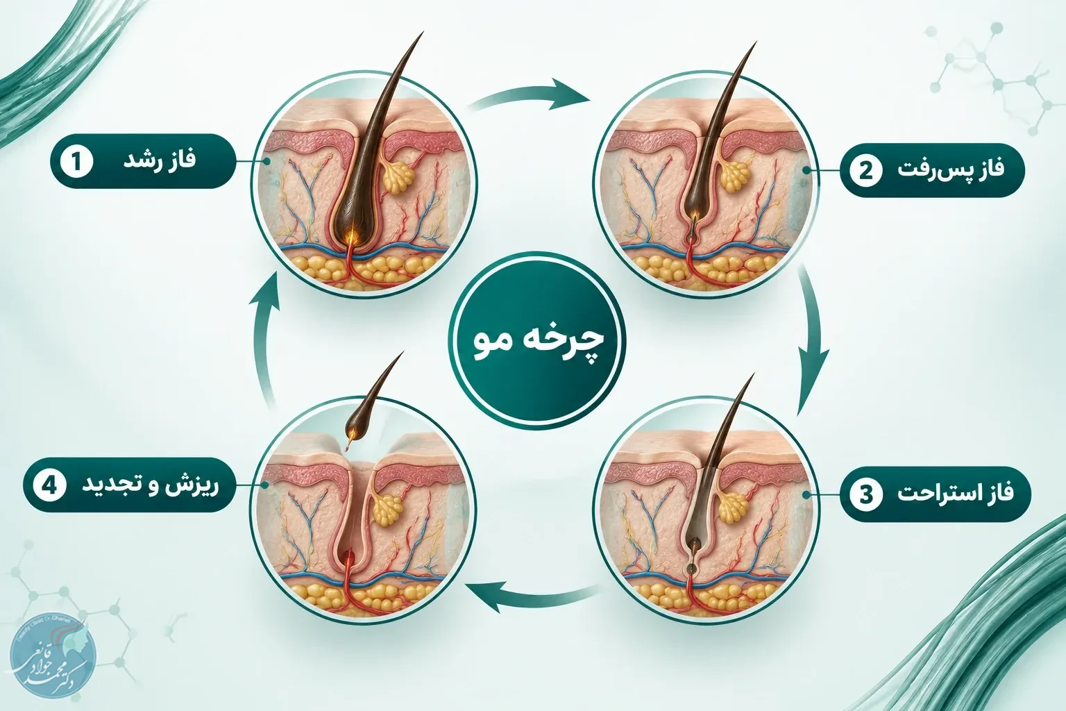 چرخه حیات فولیکول مو (Hair Cycle)