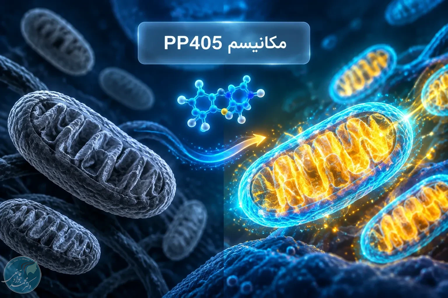 مکانیسم مولکولی داروی PP405 (Molecular Mechanism)